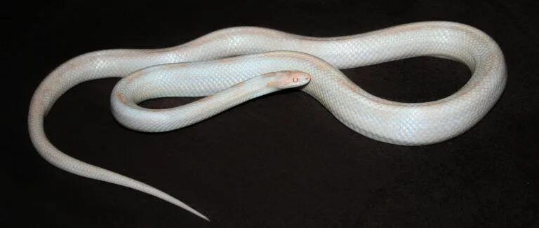 Прозрачная змея фото Albino Snakes - Unique Snake Pet In-depth Brief - PetShoper