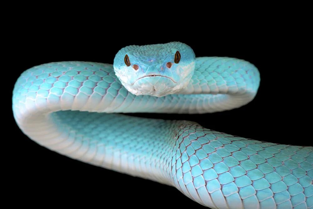 Прозрачная змея фото Snakes Are Amazing! 5 of Their Most Extraordinary Abilities