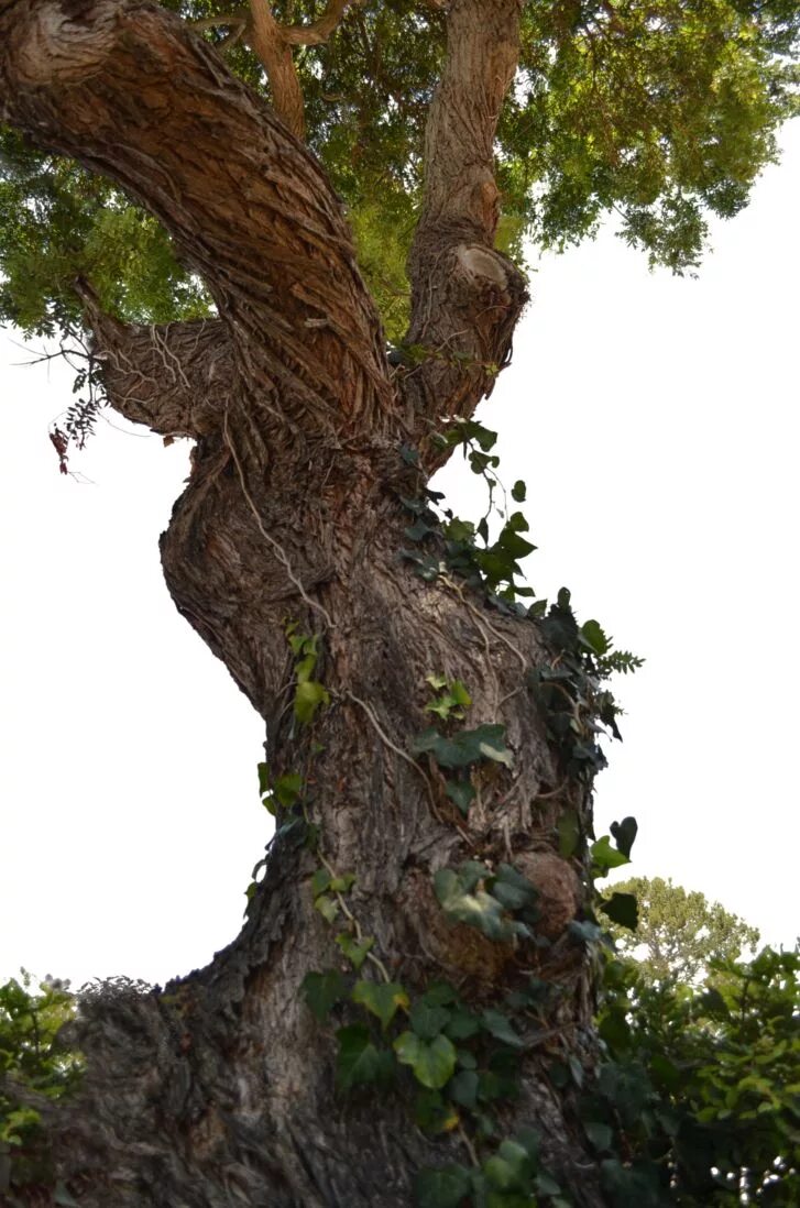 Прозрачное дерево фото Tree-Old Tree 1 on Street Stock Photo-0716-PNG Stock photos, Bare tree, Nature t