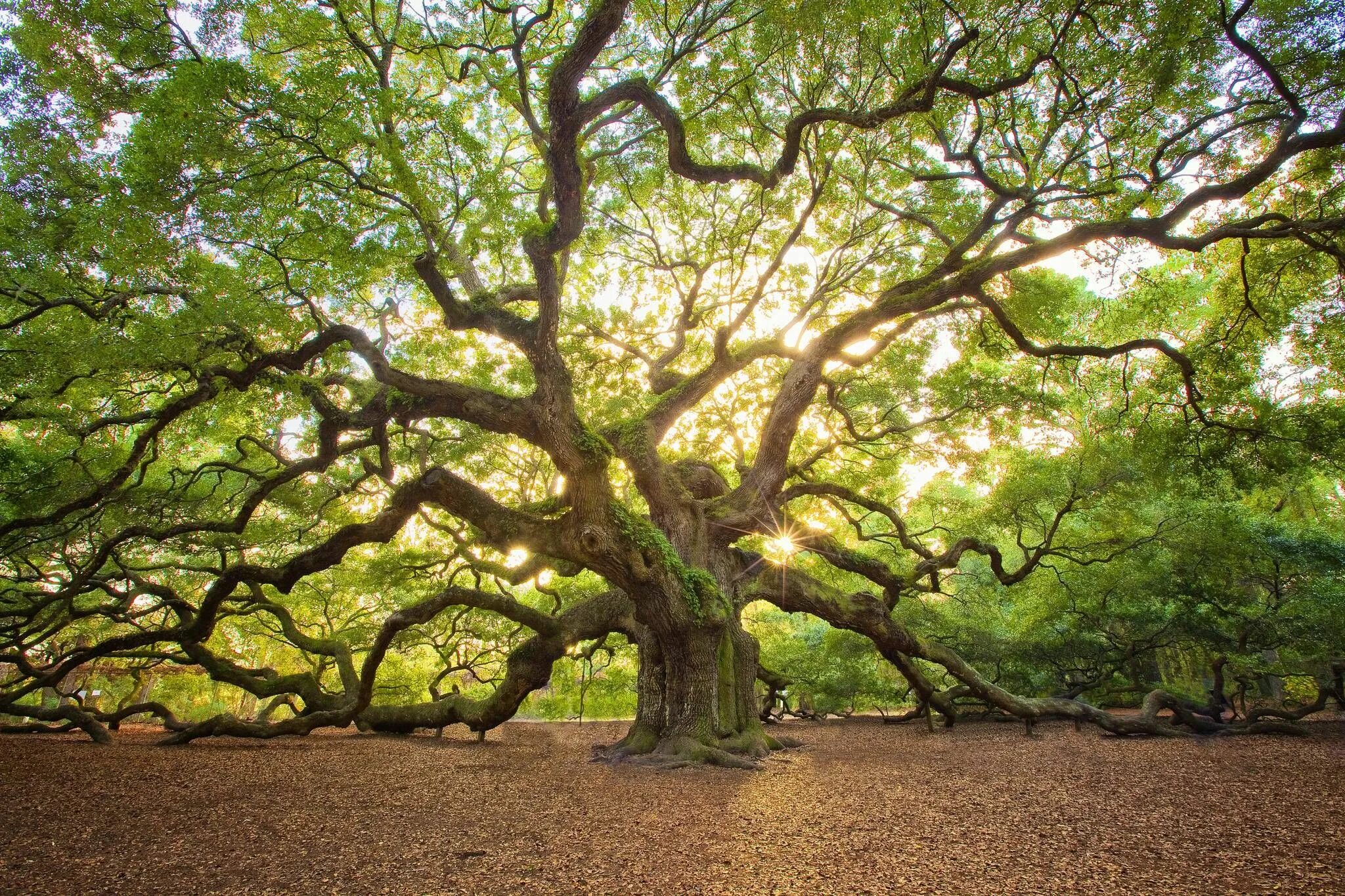 Прозрачное дерево фото derevo-dub-angel-charlston-yuzhnaya-karolina-peyzazh Angel oak trees, Tree photo