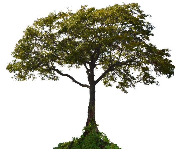 Прозрачное дерево фото Trees in PNG on Transparent Background - Free Cliparts