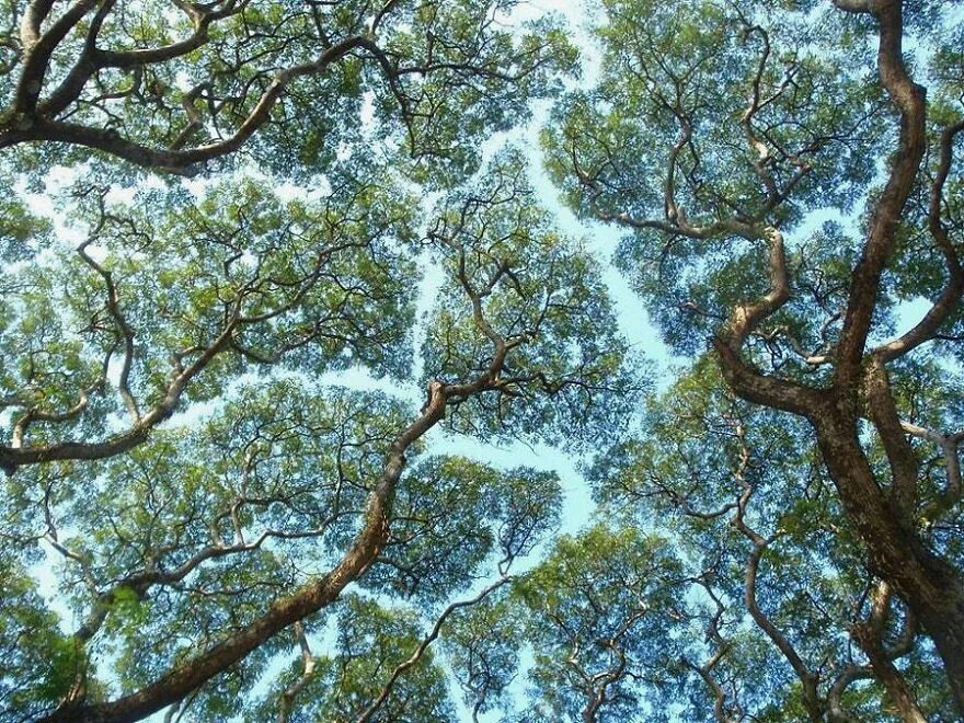 Прозрачное дерево фото 27 Amazing Examples Of "Crown Shyness", A Phenomenon Where Trees Avoid Touching 