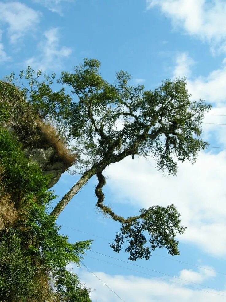 Прозрачное дерево фото Pin by Лада Цифра Бизнес-нумеролог on Мир. Деревья Outdoor, Clouds, Tree