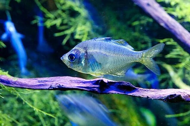 Прозрачные аквариумные рыбки фото и название Glass Fish Breed Information and Pictures - PetGuide in 2022 Tropical fish aquar