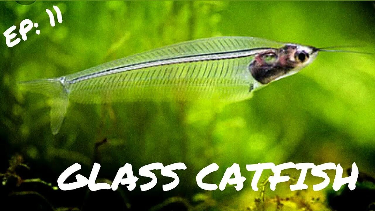 Прозрачные аквариумные рыбки фото и название BEGINNER FISH: Ghost Glass Catfish - YouTube