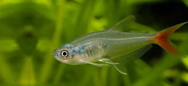 Прозрачные аквариумные рыбки фото и название Fish profile - Glass Bloodfin Home aquarium fish, Aquarium fish, Freshwater fish