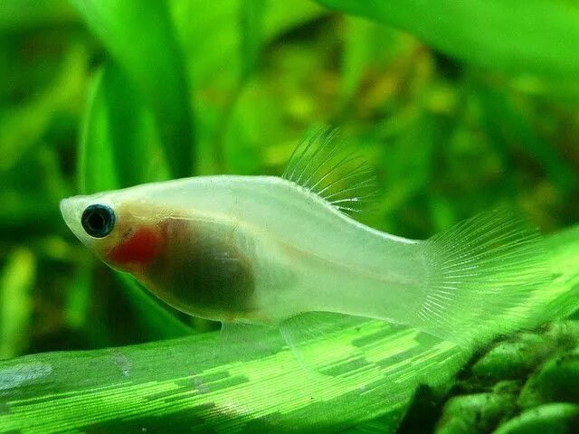 Прозрачные аквариумные рыбки фото и название White Platy Fish in a Freshwater Aquarium