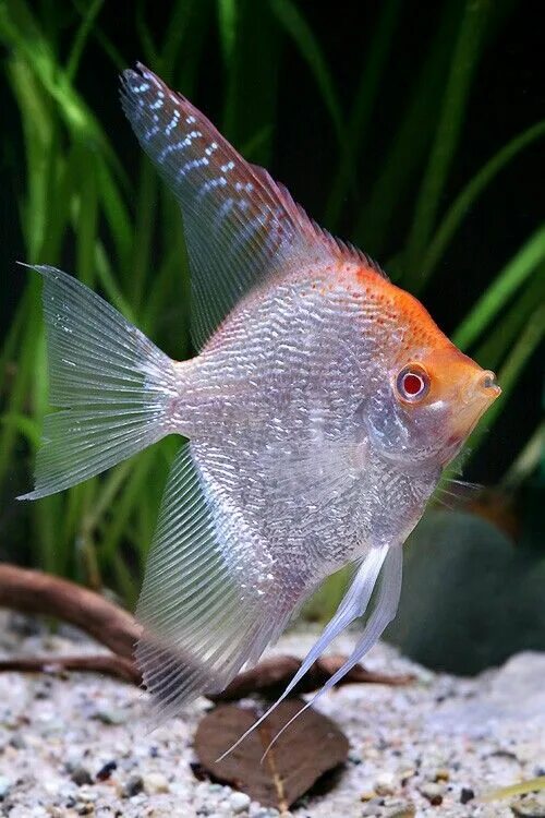 Прозрачные аквариумные рыбки фото и название Exotic Angelfish for Your Tropical Fish Aquarium