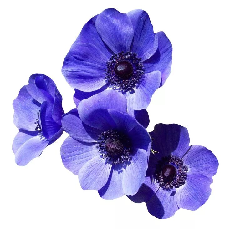 Прозрачные фото цветов Purple Flower PNG Image Purple flowers wallpaper, Flower png images, Purple flow