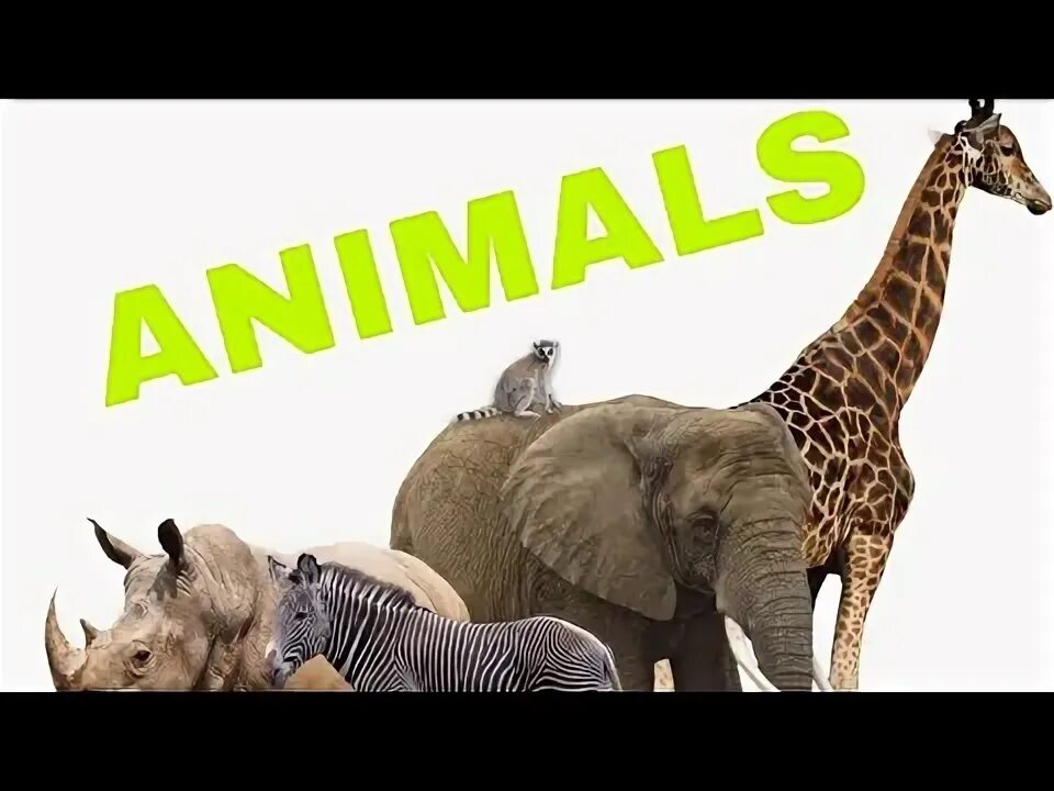 Прозрачные картинки диких животных ANIMALELE GRADINA ZOOLOGICA Animals Video Animal at the Zoo Wild Animals In Wate