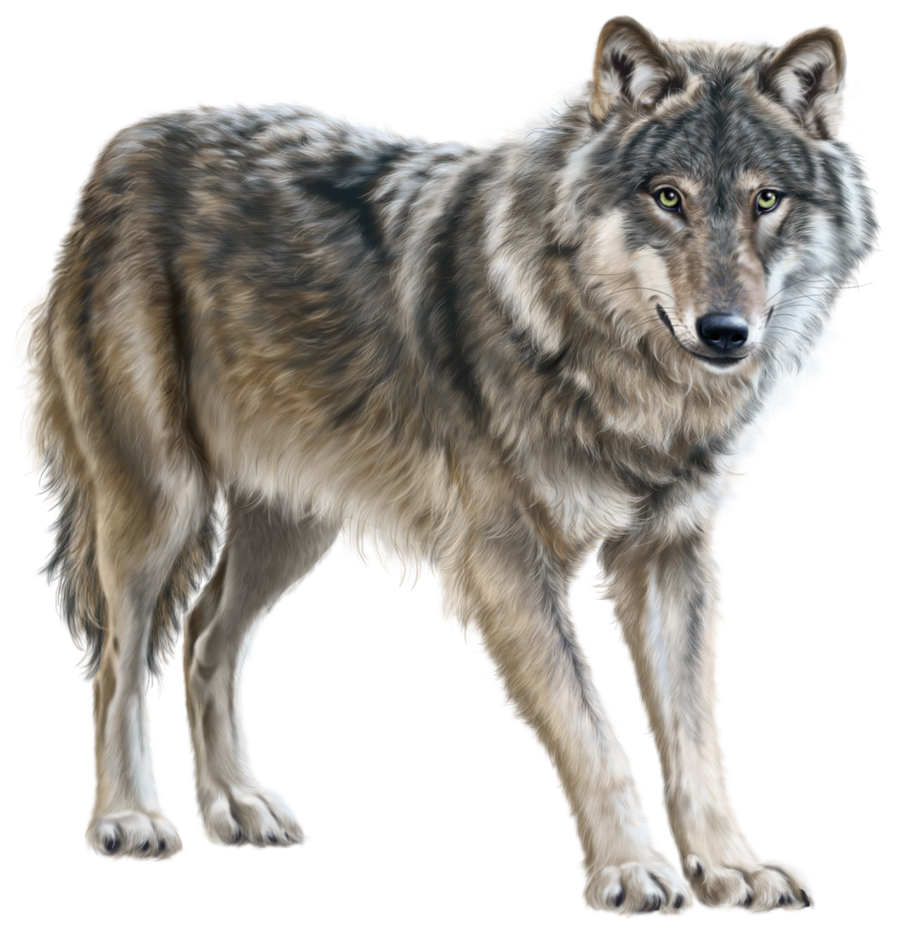 Прозрачные картинки диких животных Wolf PNG Clip Art - Best WEB Clipart Wild animals pictures, Wolf clipart, Wolf p