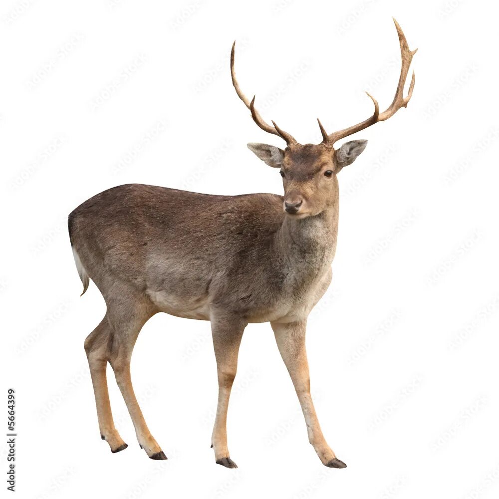 Прозрачные картинки диких животных buck deer isolated with clipping path фотография Stock Adobe Stock