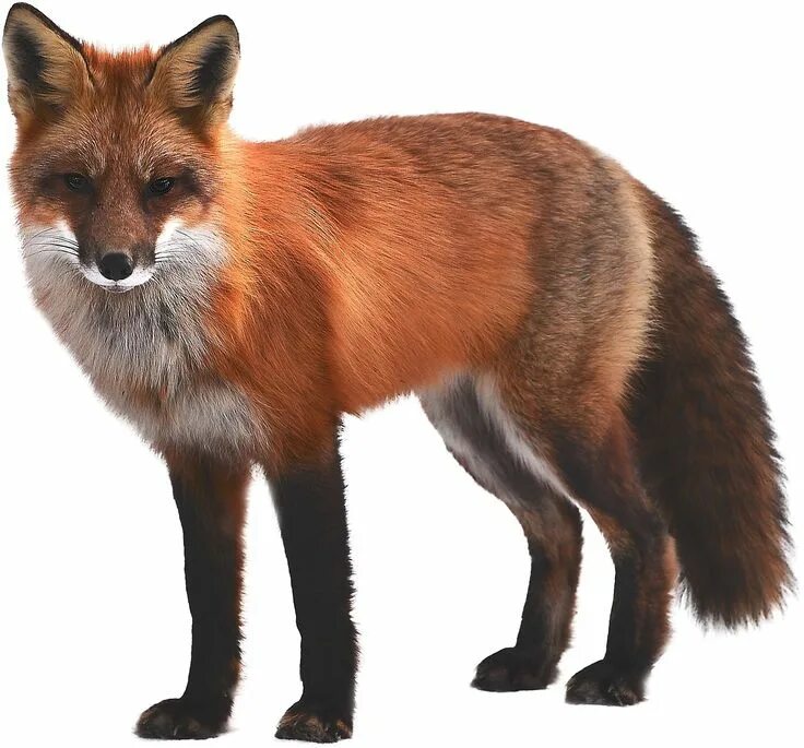 Прозрачные картинки диких животных Fox Mammal Wildlife - Free photo on Pixabay Mammals, Animals, Fox pictures