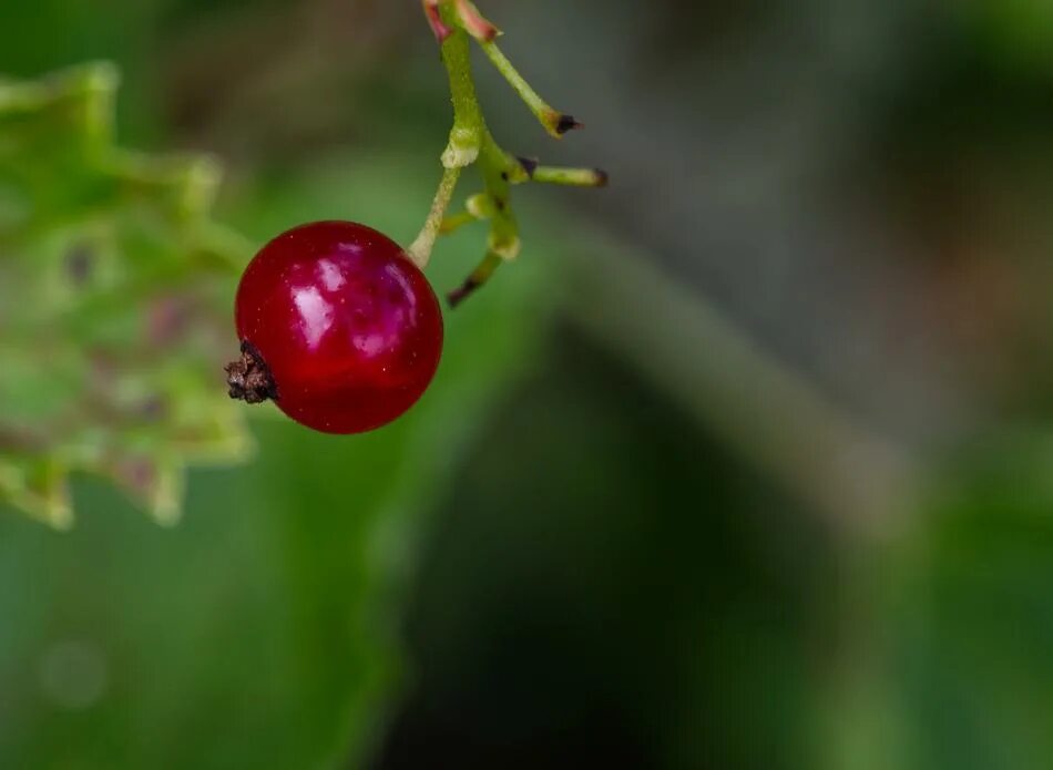 Прозрачные ягоды фото Lonely red currant free image download