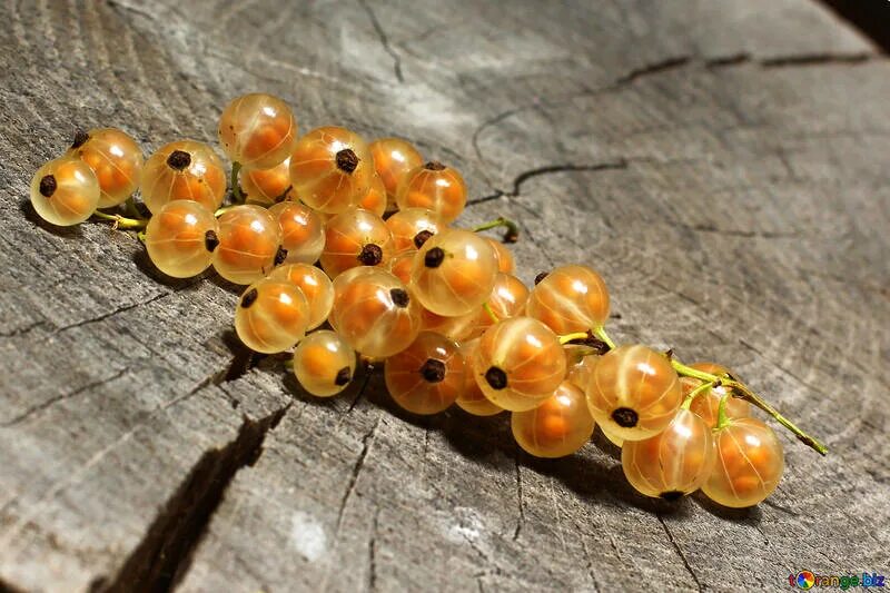 Прозрачные ягоды фото Transparent white currant berries free image - № 33187