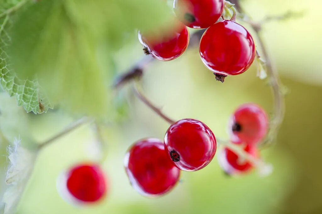 Прозрачные ягоды фото Redcurrants Mandy Disher Flickr