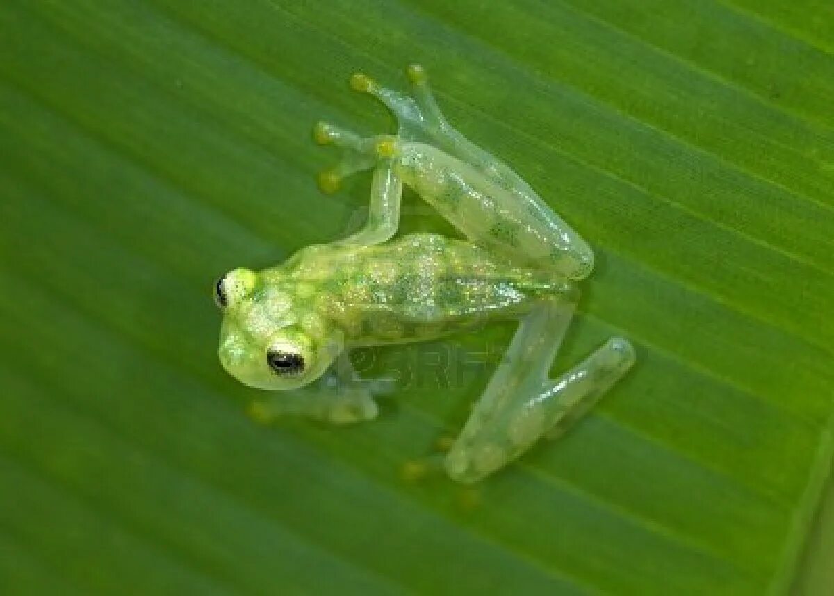 Прозрачные животные фото endangered costa rican reticulated glass frog sitting on green banana leaf Unusu