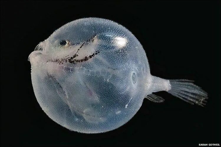 Прозрачные животные фото The Coolest See-Through Ocean Animals Sea fish, Deep sea creatures, Deep sea lif