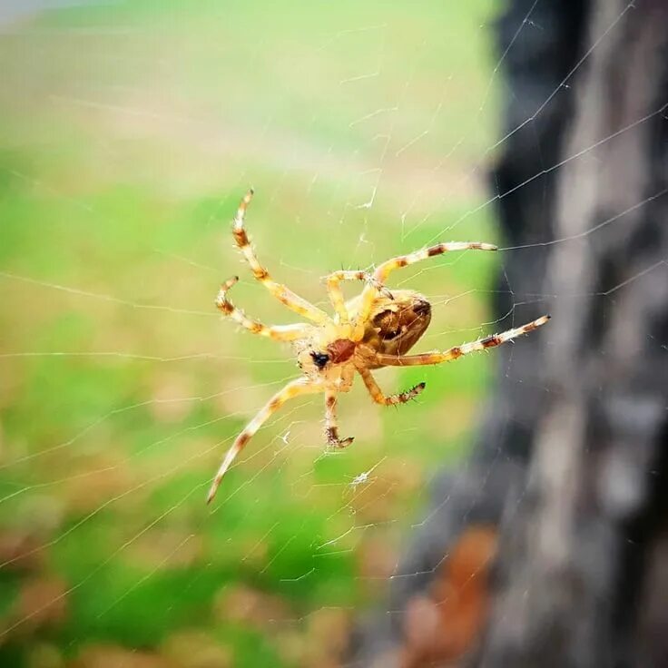 Прозрачный паук фото Осень и повсюду паучки с паутинками . . #spider #arachnid #spiderweb #insect #tr