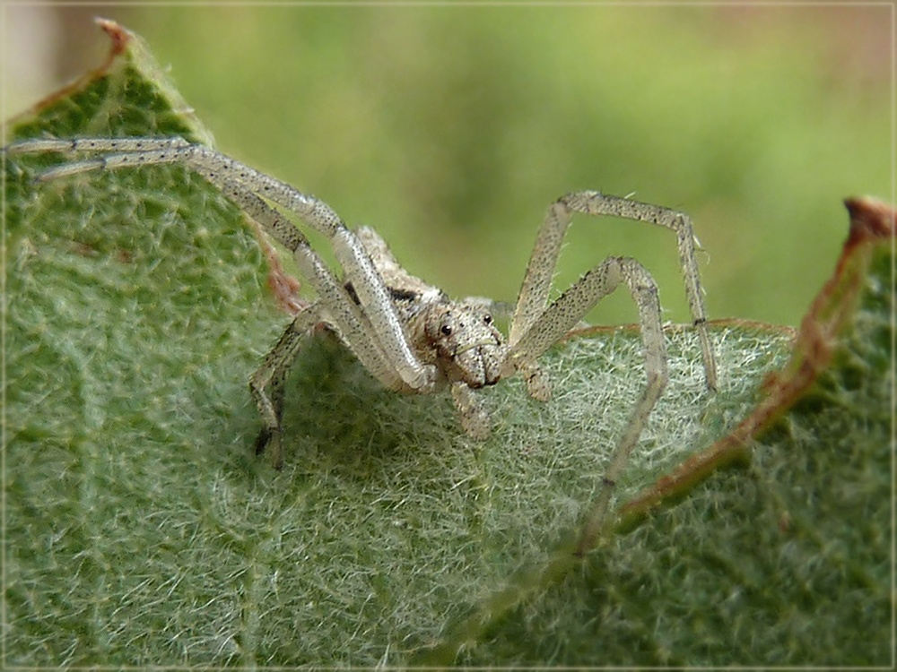 Прозрачный паук фото transparent spider by CarolG ePHOTOzine