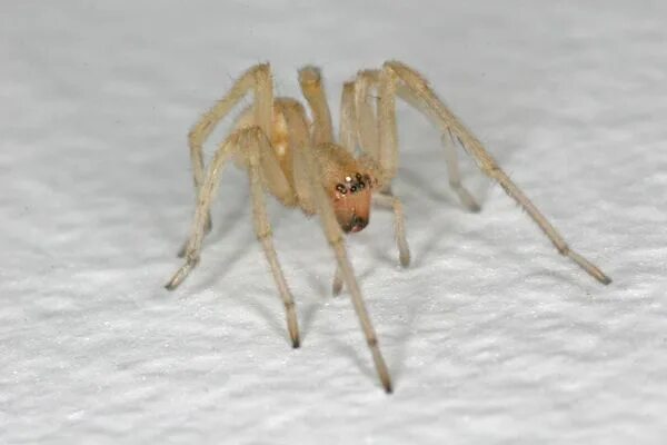 Прозрачный паук фото Yellow Sac Spider.