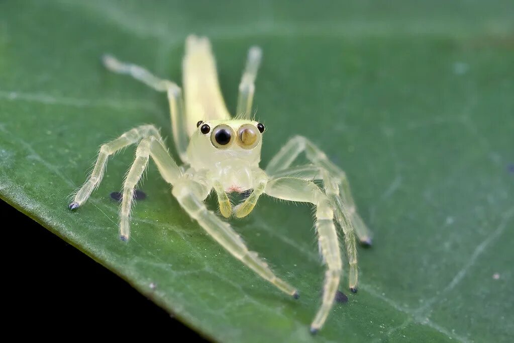 Прозрачный паук фото Yellow translucent jumping spider...IMG_2317 copy Yellow, . Flickr