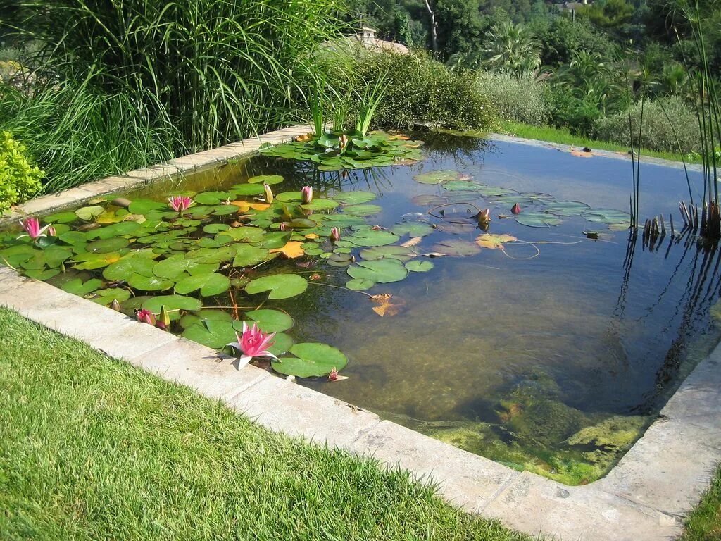 Пруд рука фото Flickr Water features in the garden, Ponds backyard, Backyard water feature