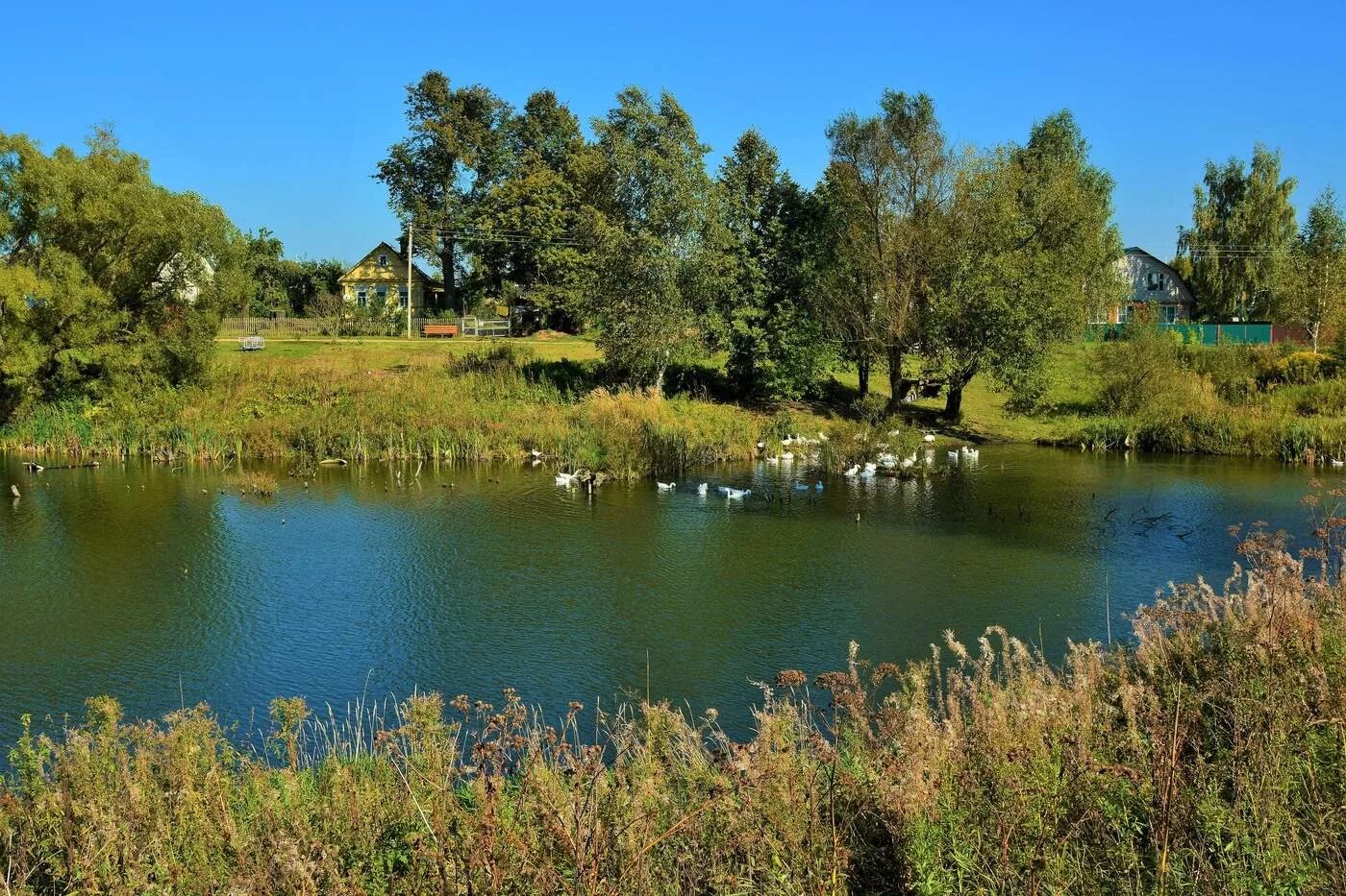 Пруд в деревне фото Пруд в деревне