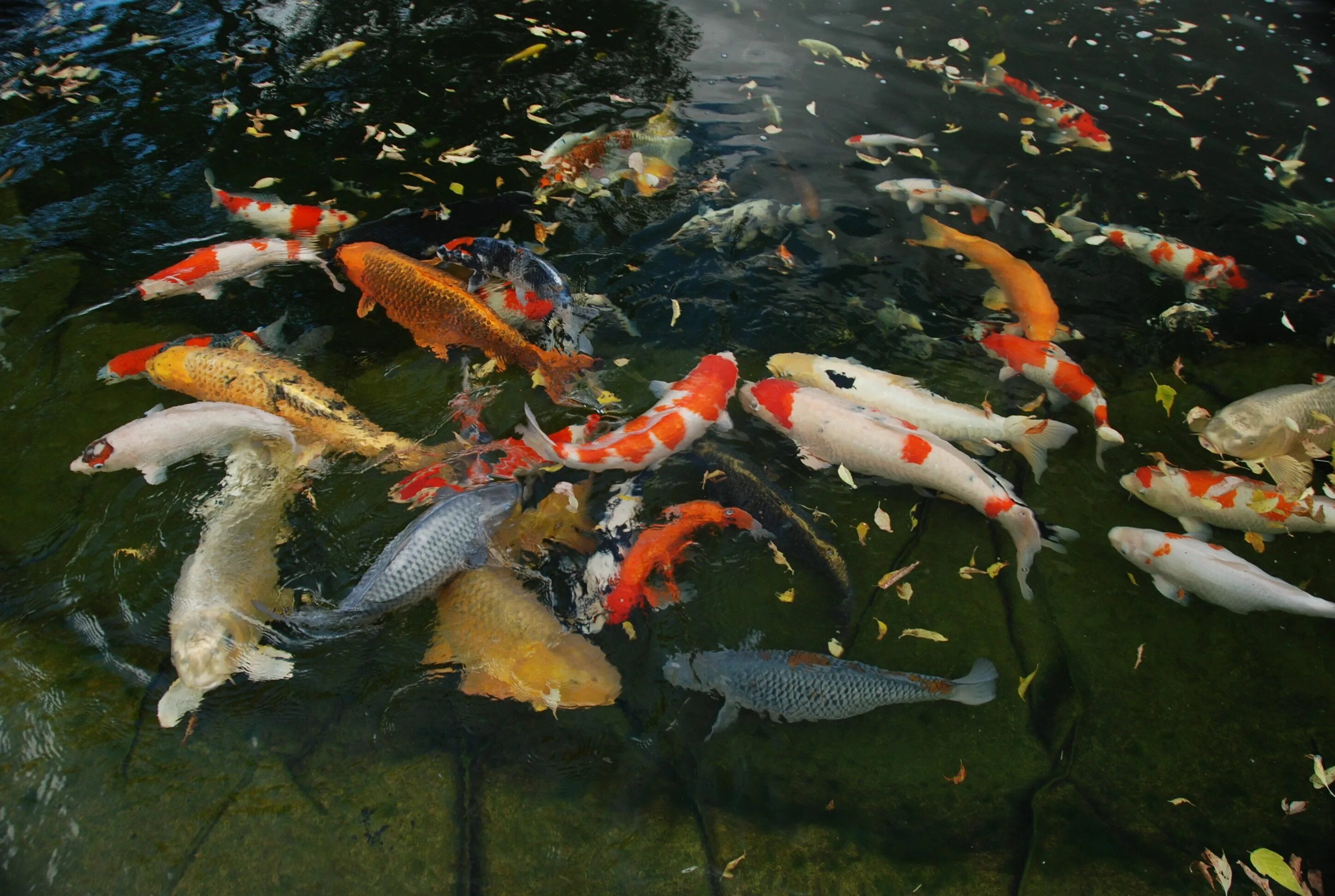 Прудовые рыбы фото и названия Koi Pond Products Koi, Chinese garden, Butterfly koi