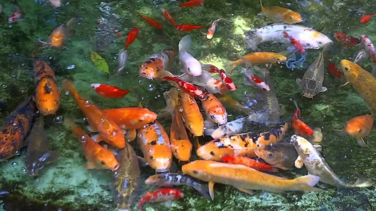 Прудовые рыбы фото и названия Koi carp, karpie koi 錦 鯉 -- Cyprinus carpio - YouTube