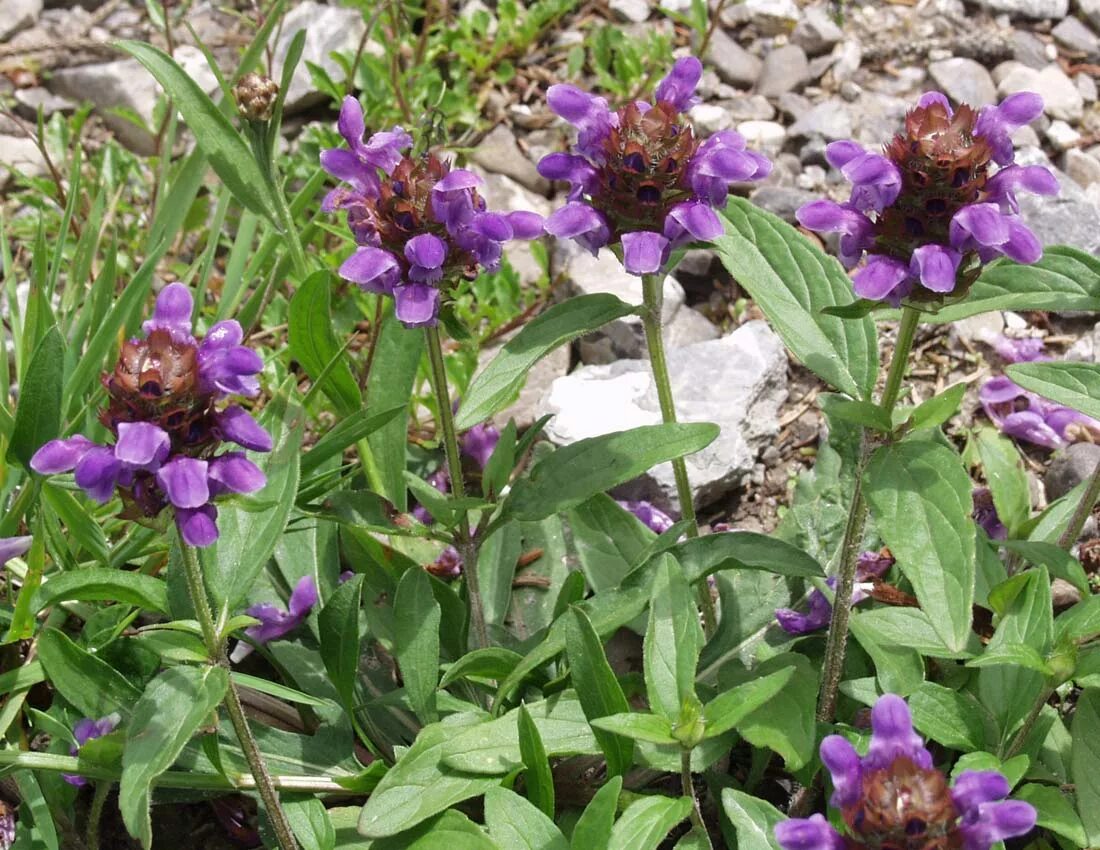 Прунелла посадка и уход фото Prunella grandiflora