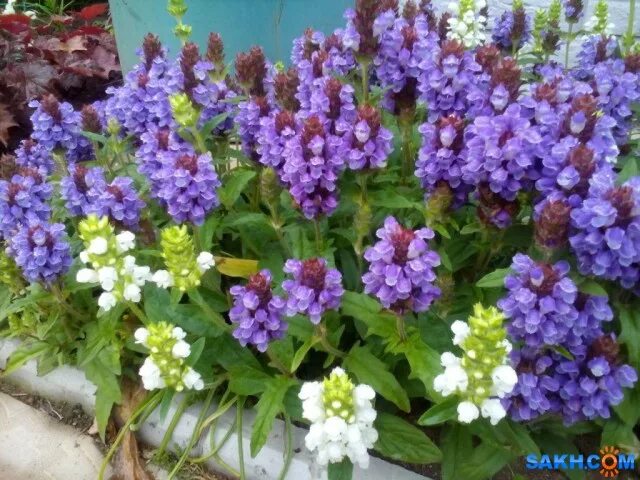 Прунелла посадка и уход фото panazeya. :: во саду ли, в огороде