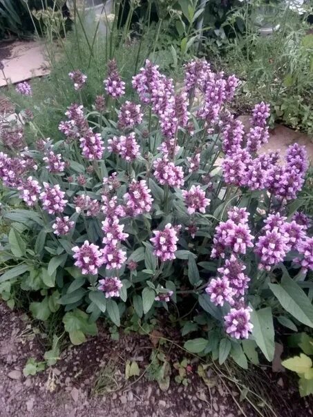 Прунелла посадка и уход фото Прунелла (Черноголовка) - неприхотливый многолетник с ползучим корневищем. Так к