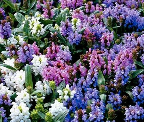 Прунелла посадка и уход фото 60+ PRUNELLA GRANDIFLORA PAGODA MIX, PERENNIAL GROUND COVER FLOWER SEEDS eBay