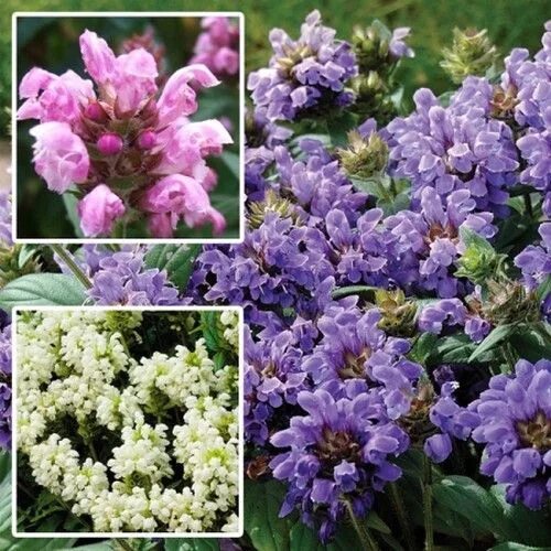 Прунелла посадка и уход фото Prunella Pagoda Mix Ground Cover Seeds (Prunella Grandiflora) 50+Seeds Ground co