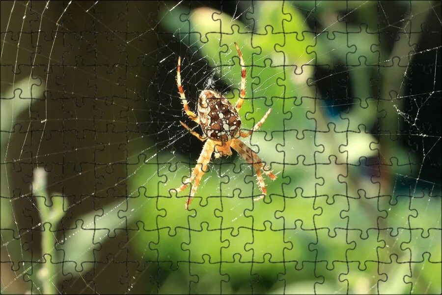 Прядущий мизгирь паук фото Магнитный пазл 27x18см."Паук, araneus, паутина" на холодильник - купить с достав