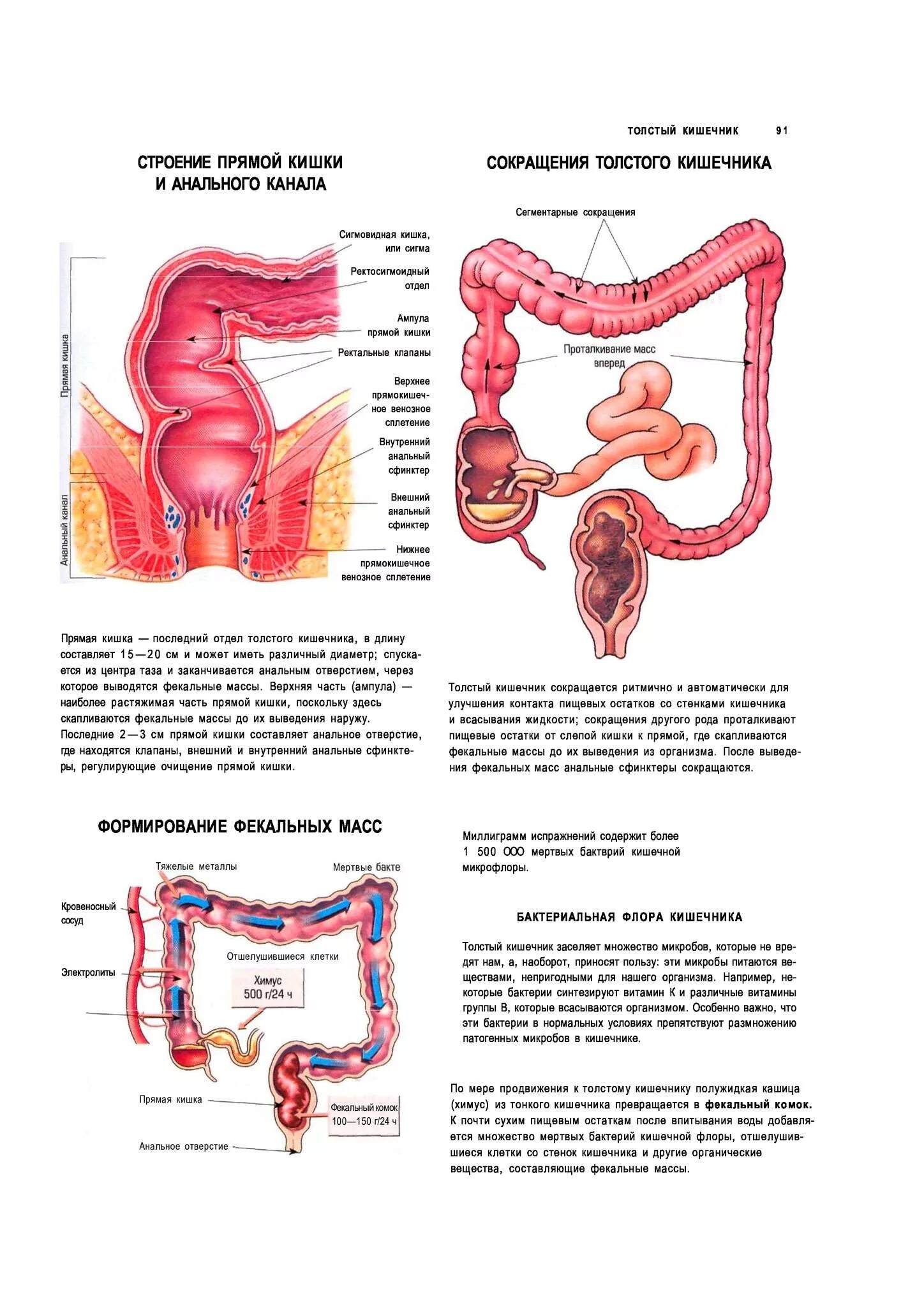 Прямая кишка анатомия у женщин строение фото Структура прямой кишки у человека