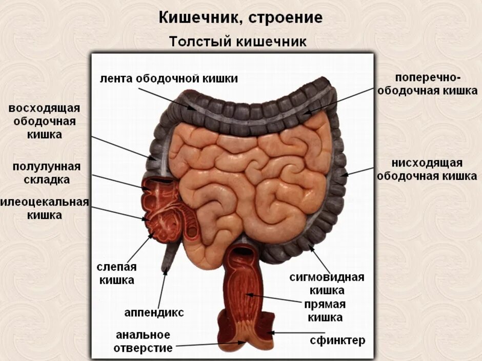 Прямая кишка анатомия у женщин строение фото Кишки анатомия строение: найдено 89 изображений