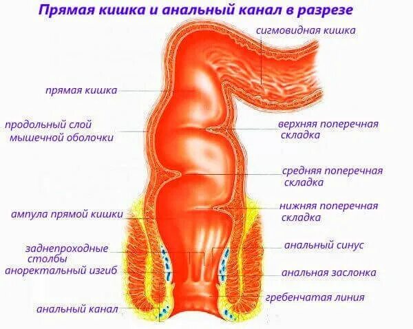 Прямая кишка анатомия у женщин строение фото Отделы тонкой кишки: где находятся, расположение и строение тонкого кишечника, ч