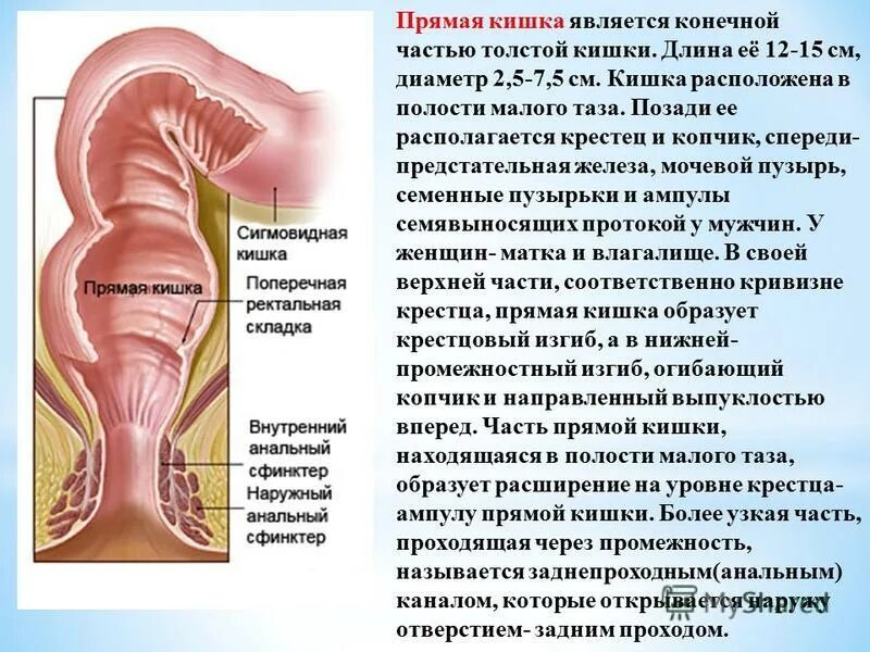 Прямая кишка анатомия у женщин строение фото Прямая кишка отзывы: найдено 84 изображений