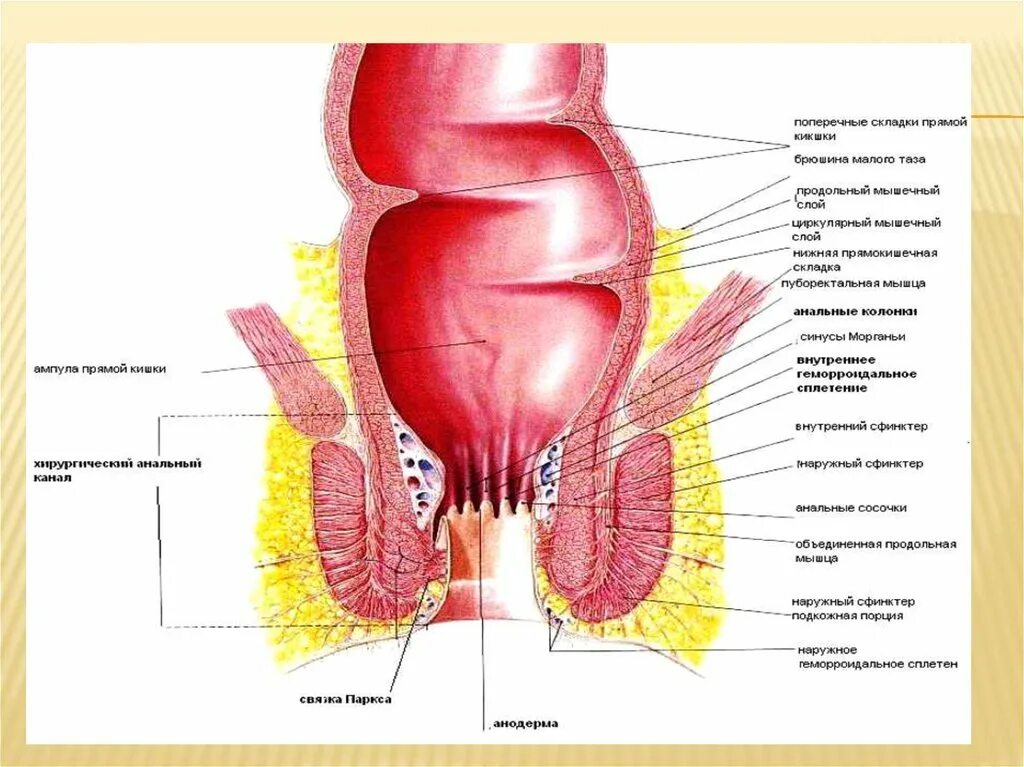Прямая кишка лечение Учащиеся медучилища, Анатомия и физиология, Лечение