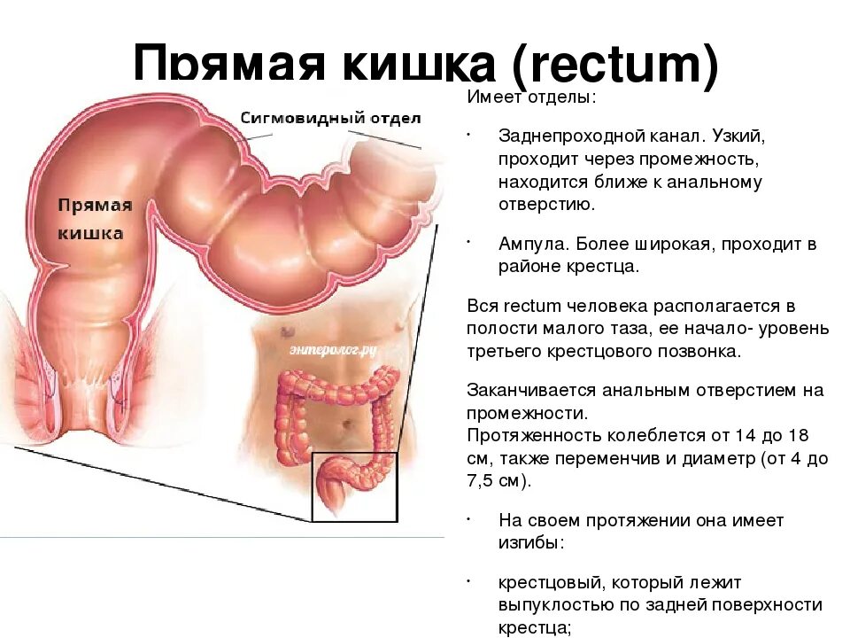 Прямая кишка анатомия у женщин строение фото Сколько прямая кишка