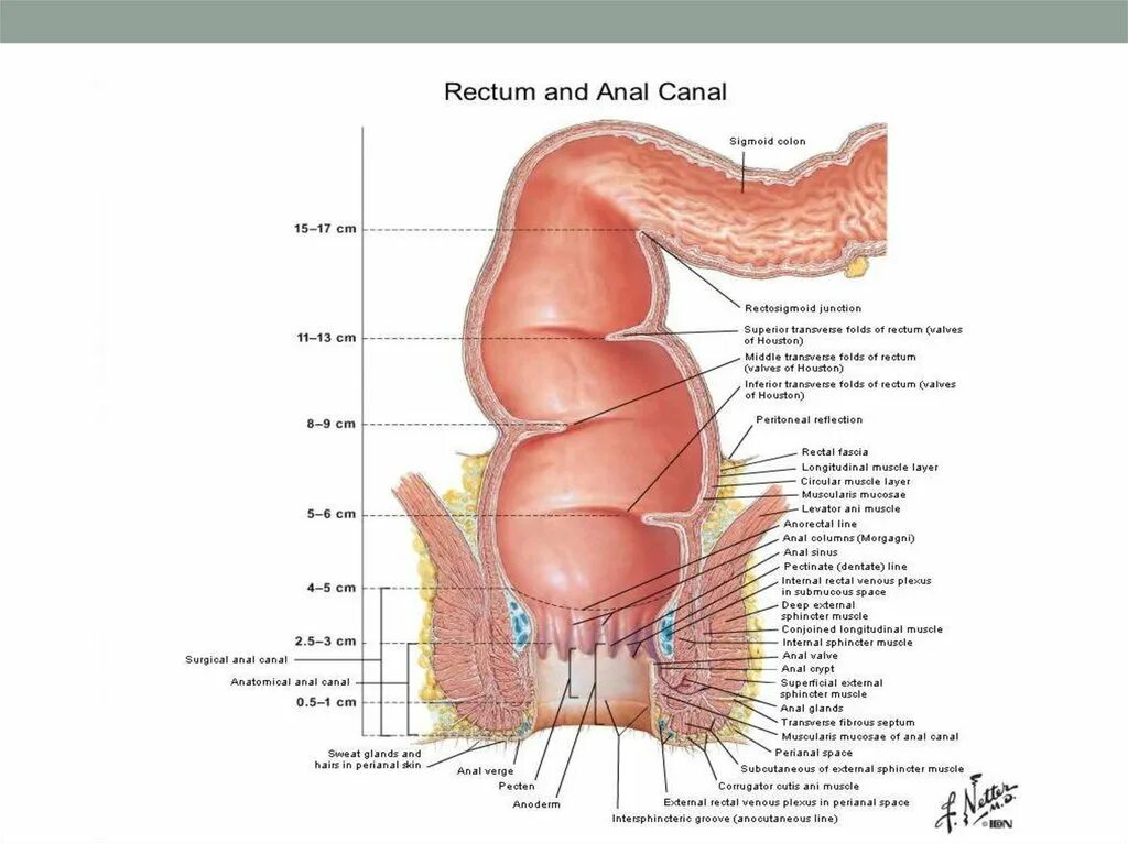 Прямая кишка анатомия у женщин строение фото Abdominal Cavity (1) - презентация онлайн