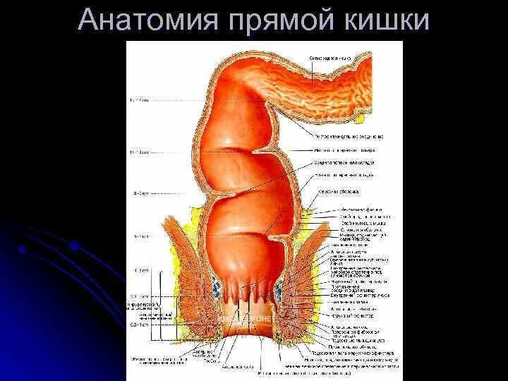 Прямая кишка анатомия у женщин строение фото Строение прямой кишки у мужчин: найдено 87 картинок