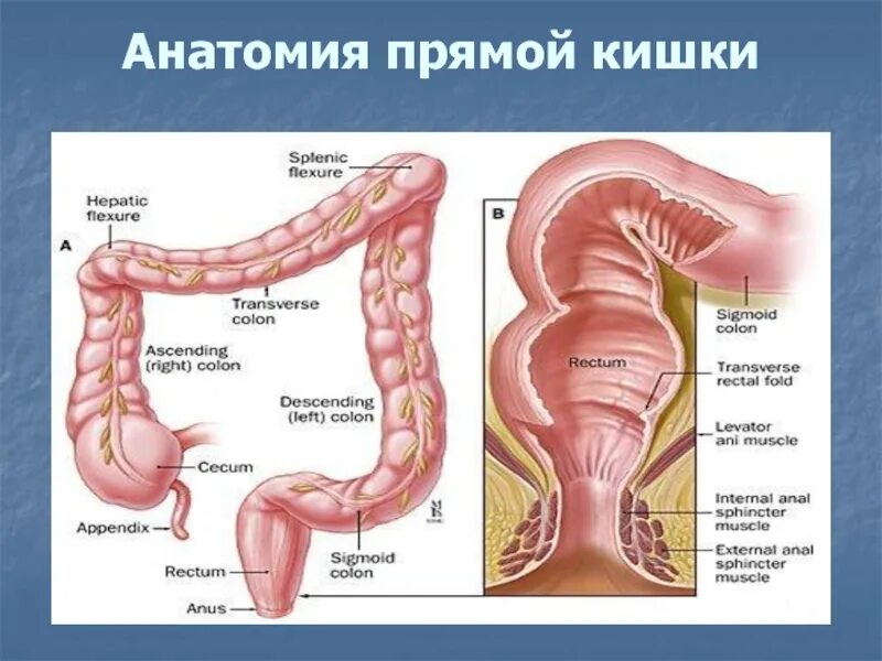 Прямая кишка анатомия у женщин строение фото Рак прямой кишки Лекция для студентов V курса презентация, доклад