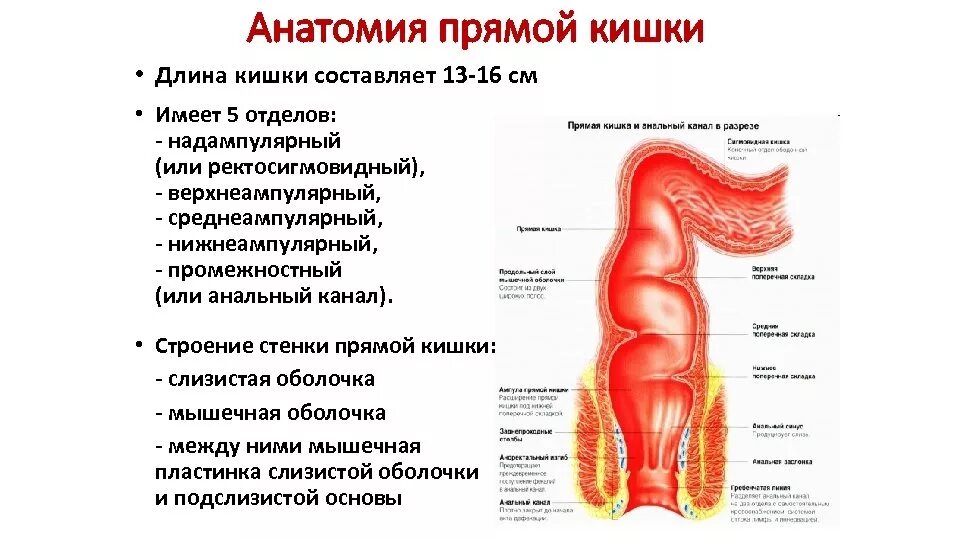 Прямая кишка анатомия у женщин строение фото Картинки СТРОЕНИЕ КИШКИ ЗАДНЕГО ПРОХОДА