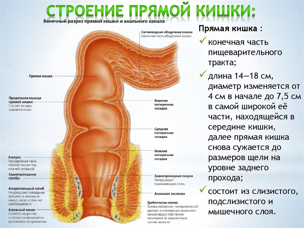 Прямая кишка анатомия у женщин строение фото Канал прямой кишкой