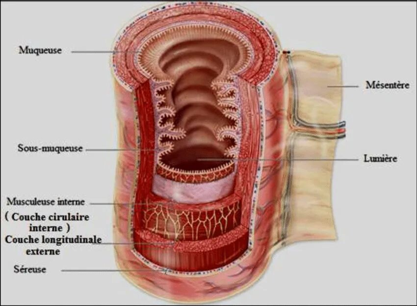 Прямая кишка фото внутри Couches de la paroi du tube digestif MESCHER, 2016. Download Scientific Diagram