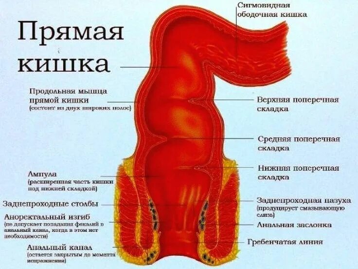 Прямая кишка фото внутри Прямая кишка лечение Учащиеся медучилища, Анатомия и физиология, Лечение