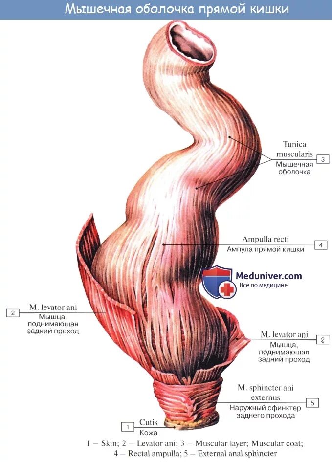 Прямая кишка строение у мужчин фото Анатомия человека: Прямая кишка. Топография прямой кишки. Стенки, отношение к бр